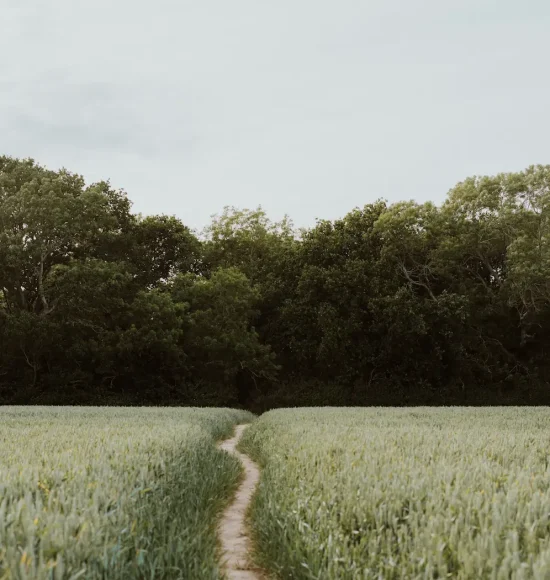 annie-spratt-hjXPe9oDq_Y-unsplash Open countryside with trees and a peaceful meadow