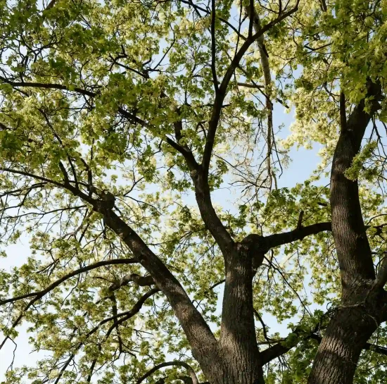Looking up through the branches of a mature tree in natural light