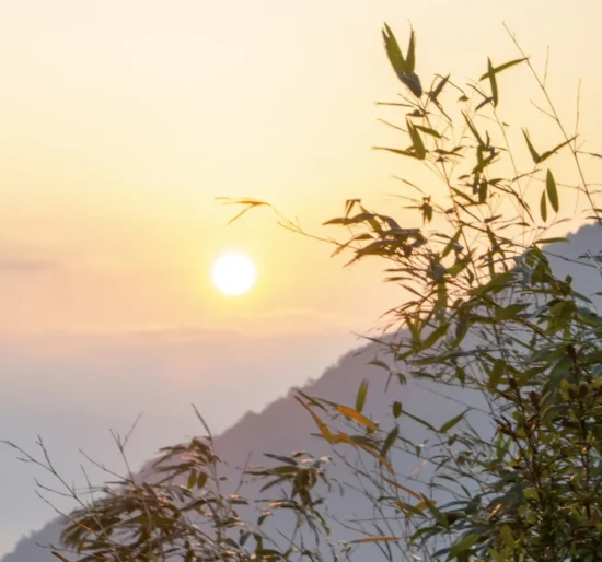 ki-zhang-YgswWsdKACU-unsplash Sunset through tree branches