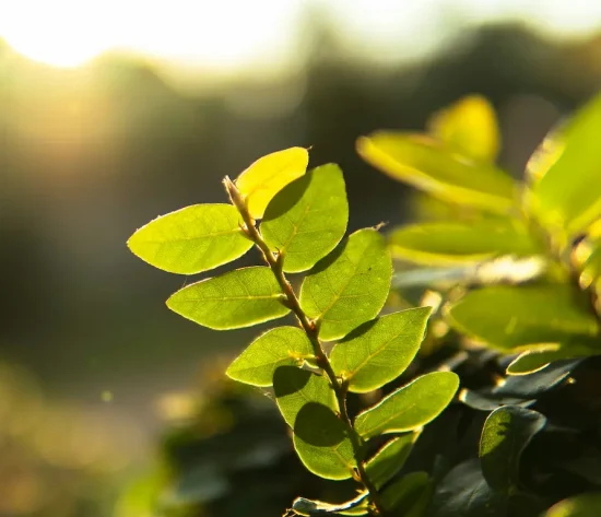 Sunlit green leaves representing growth, hope and wellbeing